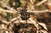 black saddlebags dragonfly